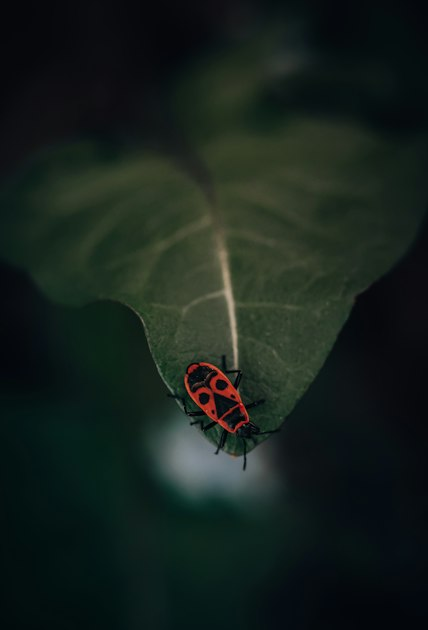 Top Benefits of Using NoBug